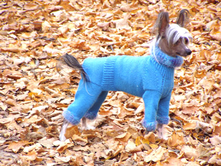 Вязаный свитер для собак ForMyDogs