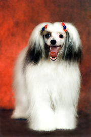 Китайская хохлатая собака Иветта-Мариолина