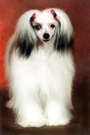 Китайская хохлатая собака Иветта-Мариолина